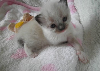 femelle seal mitted RESERVEE  21 jours - Chatterie Ragdolls du Val de Beauvoir